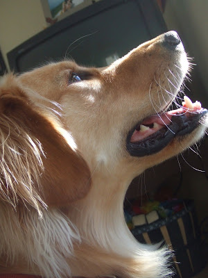 Smiling puppies basking in the sunshine; whiskers illuminated; eyes sparkling = happiness! at 9:44 PM