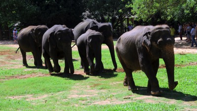 Elephants on Parade
