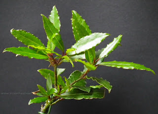  Bay Laurel bonsai (Laurus Nobilis) new branches and leaves