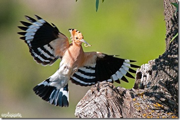 Secuencia de vuelo