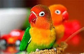 Love Bird Pictures - Love Bird Price - Love Bird Food List - love bird pakhi - NeotericIT.com