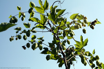 Houblon (humulus lupulus) et ses fleurs femelles, les cônes