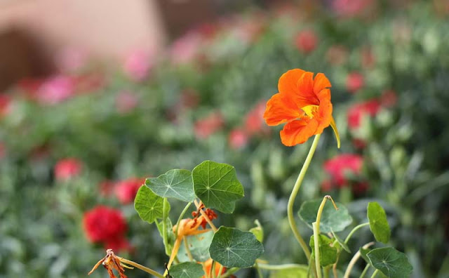 Nasturtium Flowers Pictures