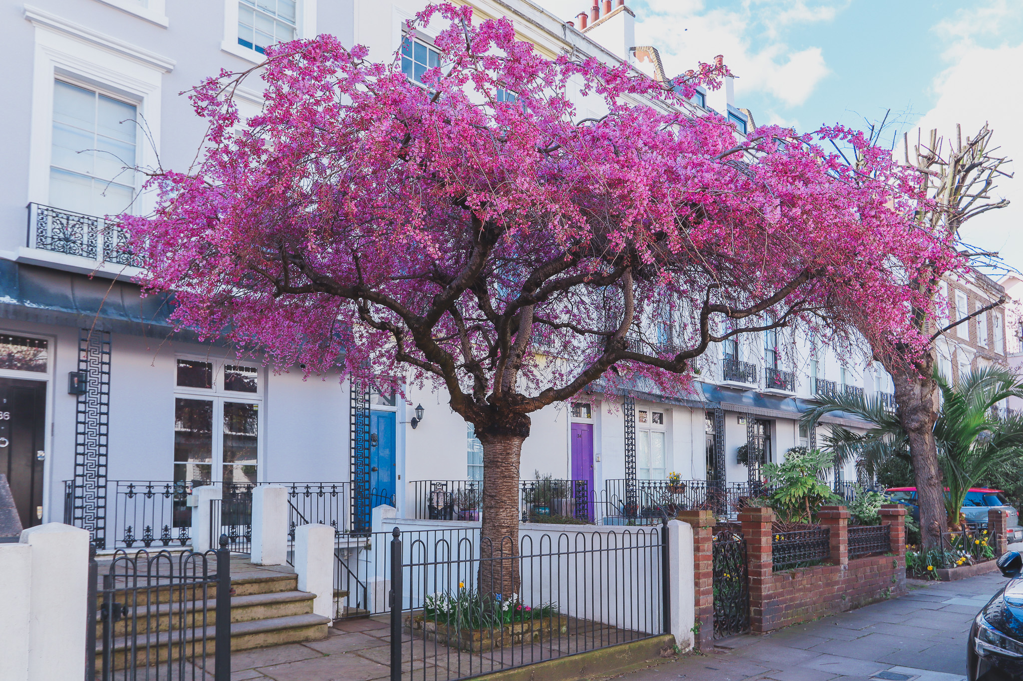 Pink blossoms in Northumberland Place, London