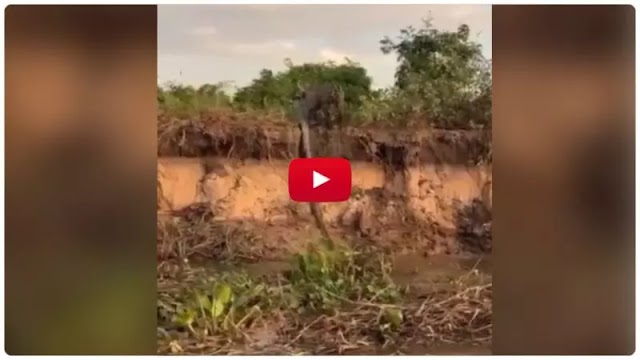 VÍDEO: Onça abocanha sucuri gigante para ensinar filhote no Pantanal