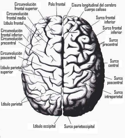 funciones del cerebro humano. las funciones del cerebro