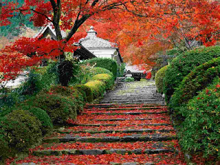 Orange-Yellow leaves and green bushes