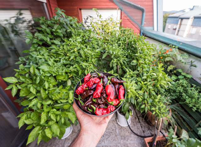 Fresh picked chilies