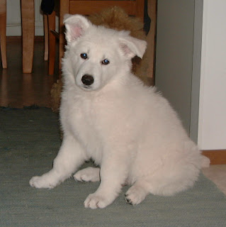 White Shepherd Dog Puppy