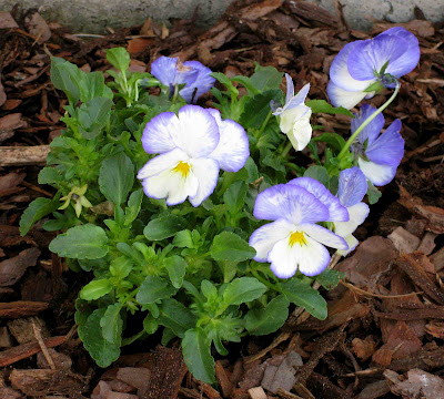 Violas