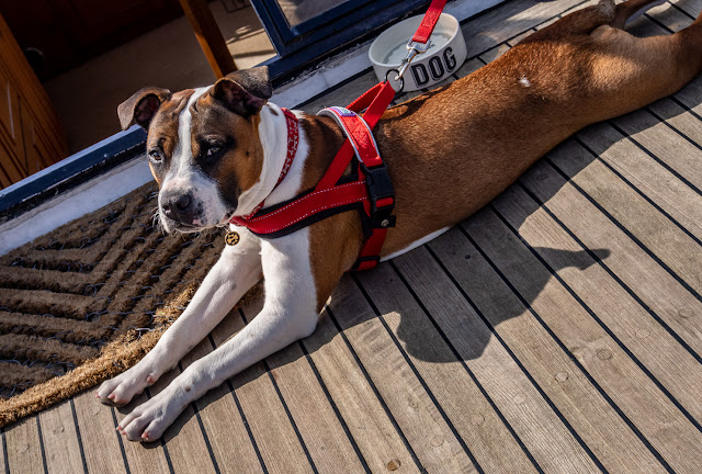 Photo of Ruby sunbathing on the aft deck