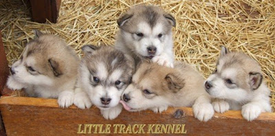 élevage chiots alaskan malamute