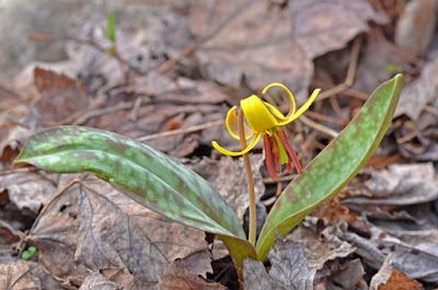 yellow Trout-lily blooms