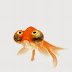 FUNNY PICTURE OF A GOLD FISH