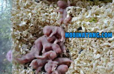 7 Cara Merawat Bayi Hamster Yang Baru Lahir Supaya Tidak Mati Hobinatang