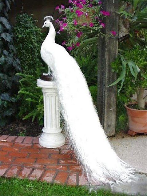 White Peacock