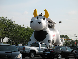 big cow