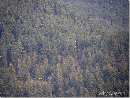 Migrating birds