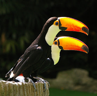 Jurong Bird Park, Singapore