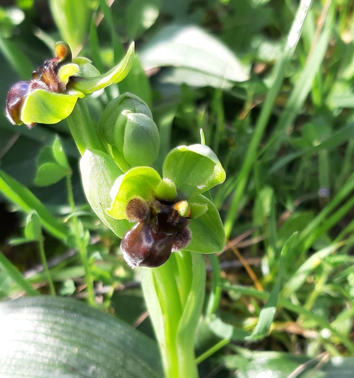 Ophrys bombyliflora