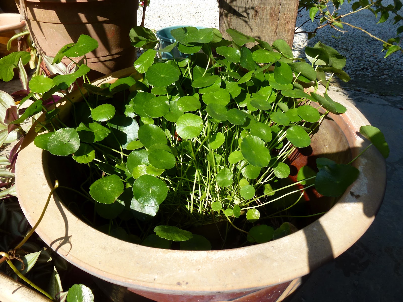 Greenfingers Bunga di Laman Lagi