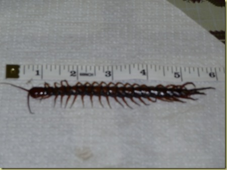 centipede