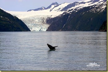 Spyhopping Humpback Whale