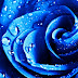 Blue Roses To Of Dew Wallpaper HD