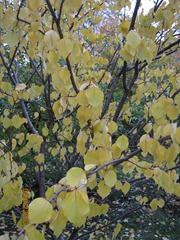 IMG_1755