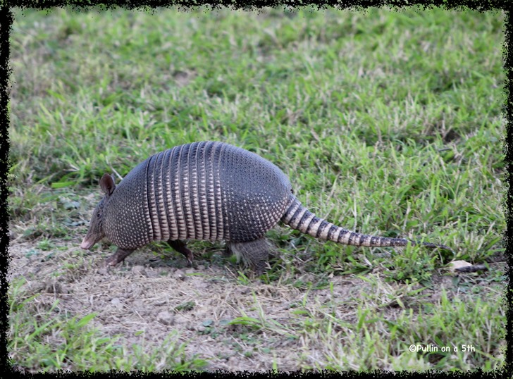 Armadillo cruising our backyard