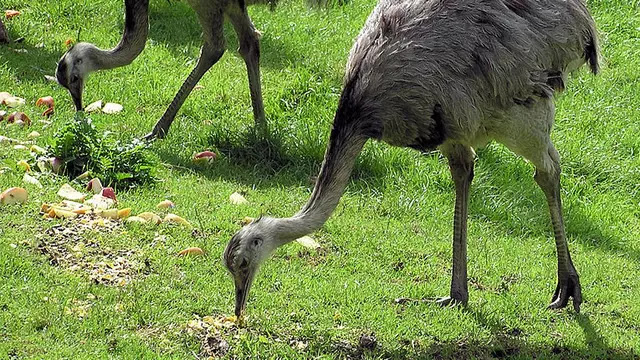 Akibat Ulah Burung Raksasa Ini, Para Petani di Jerman Merugi