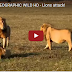Lions attack each other.
