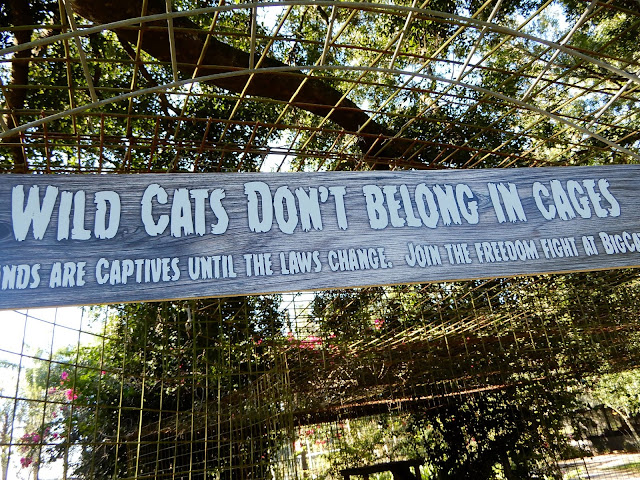 Wild cats don't belong in cages