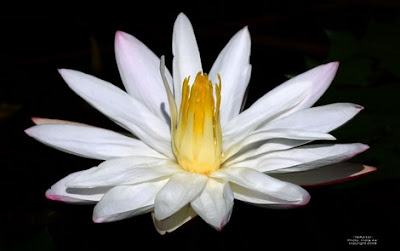 Nymphaea