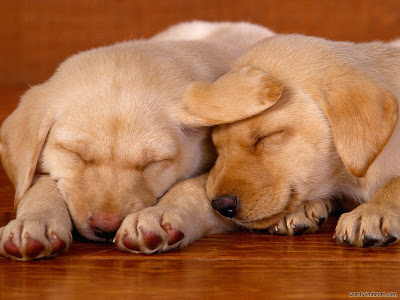 Cute Puppies Wallpaper