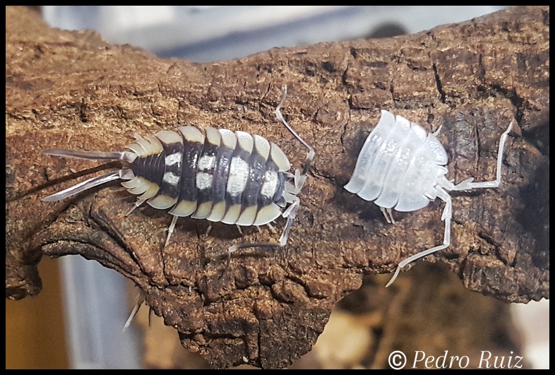 Porcellio expansus despues de haber mudado la mitad superior de su cuerpo