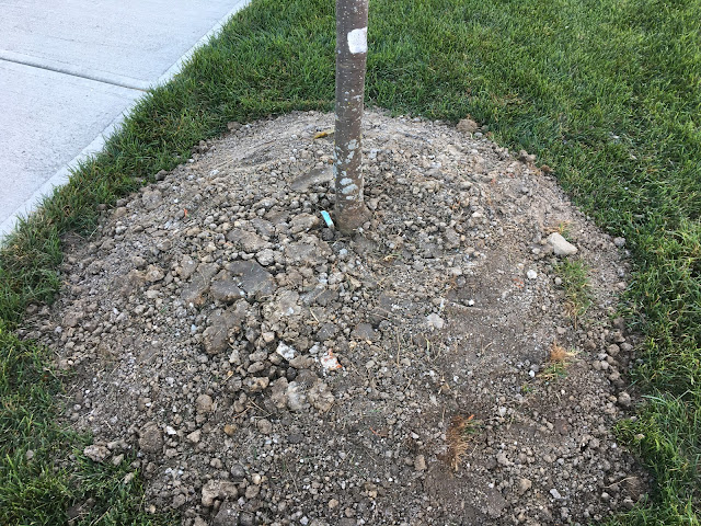 mulch base of young tree