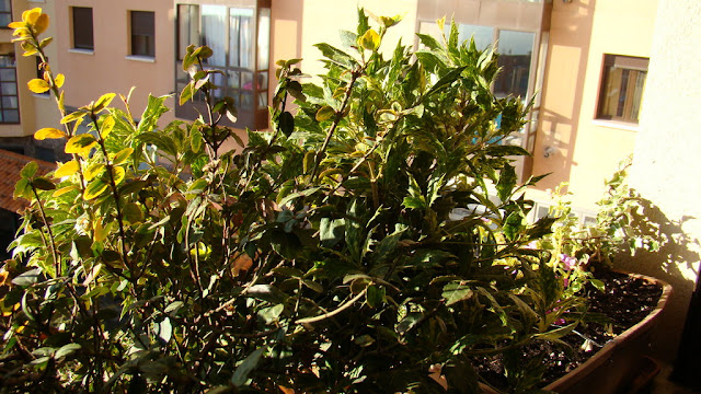 Osmantus o falso acebo (Osmanthus heterophyllus 'Goshiki').
