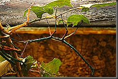 IMG_0449