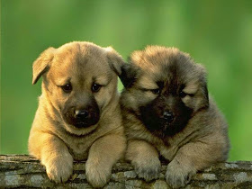cute-dogs-image