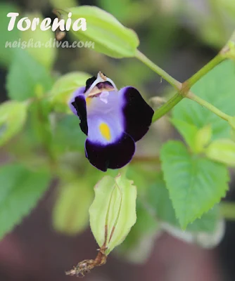 Torenia koleksi Rumah Bunga Neisha