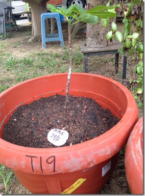 T19-BTN6-01