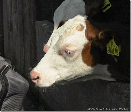 5-cows