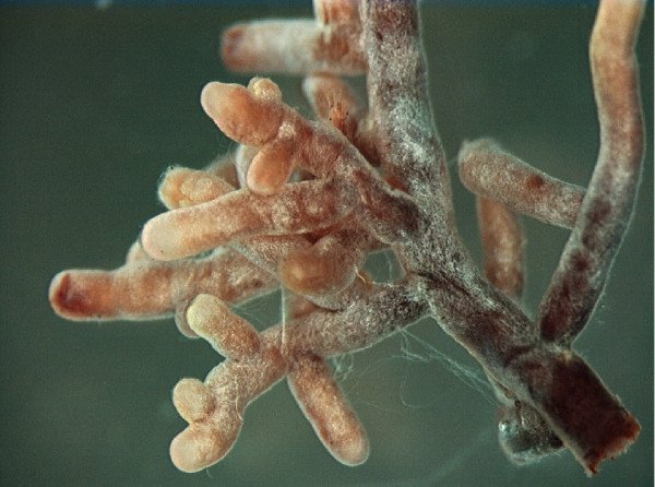 Close up of mycorrhizal fungi