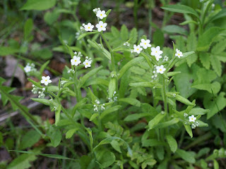 Myosotis blanc - Fleur blanche