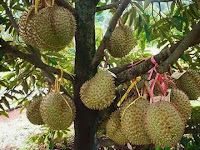 Mengenali 4 Hama Pengganggu Pohon Durian