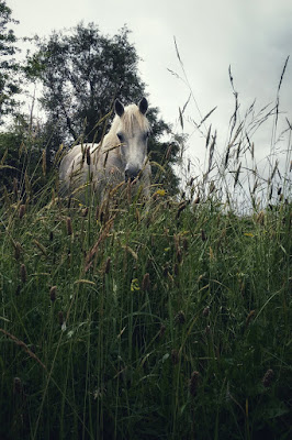 white horse in the grass