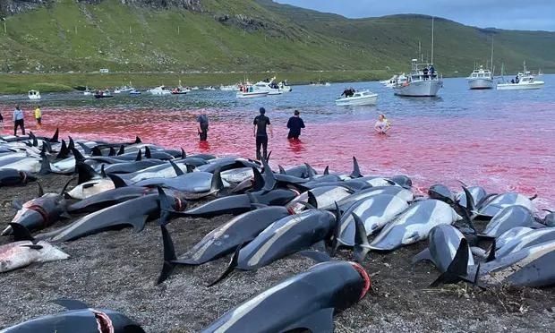 Massacre de mais de 1.400 golfinhos gera indignação internacional