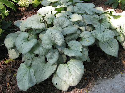 BRUNNERA LOOKING GLASS, mail order plants, online plant shopping,