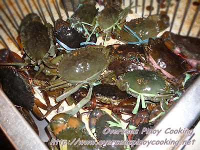 Mud Crabs